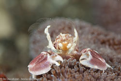 BD-161025-Pantar-2810-Neopetrolisthes-maculatus-(H-Milne-Edwards.-1837)-[Spotted-porcelain-crab].jpg
